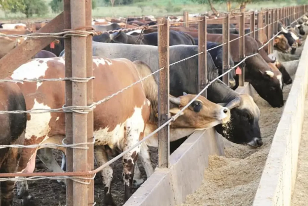 Farmers urged to tackle livestock disease and climate threats