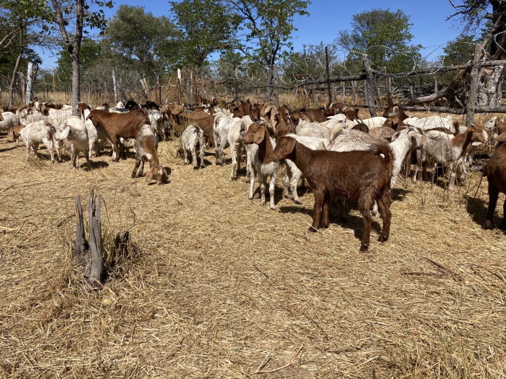 Livestock nutrition ‘critical’ as climate pressures grow