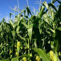 Agriculture key to unlocking rural industrialisation, UNDP says