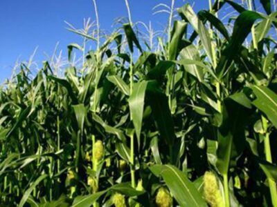 Agriculture key to unlocking rural industrialisation, UNDP says