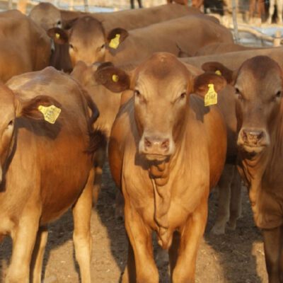 Gwanda RDC councillors protest cattle levy ban