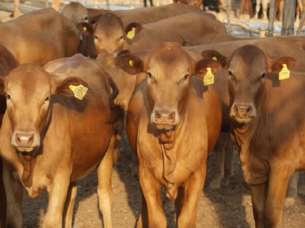 Gwanda RDC councillors protest cattle levy ban