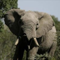 Man trampled to death by elephant in Nkayi
