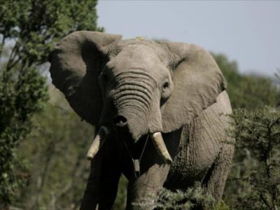 Man trampled to death by elephant in Nkayi