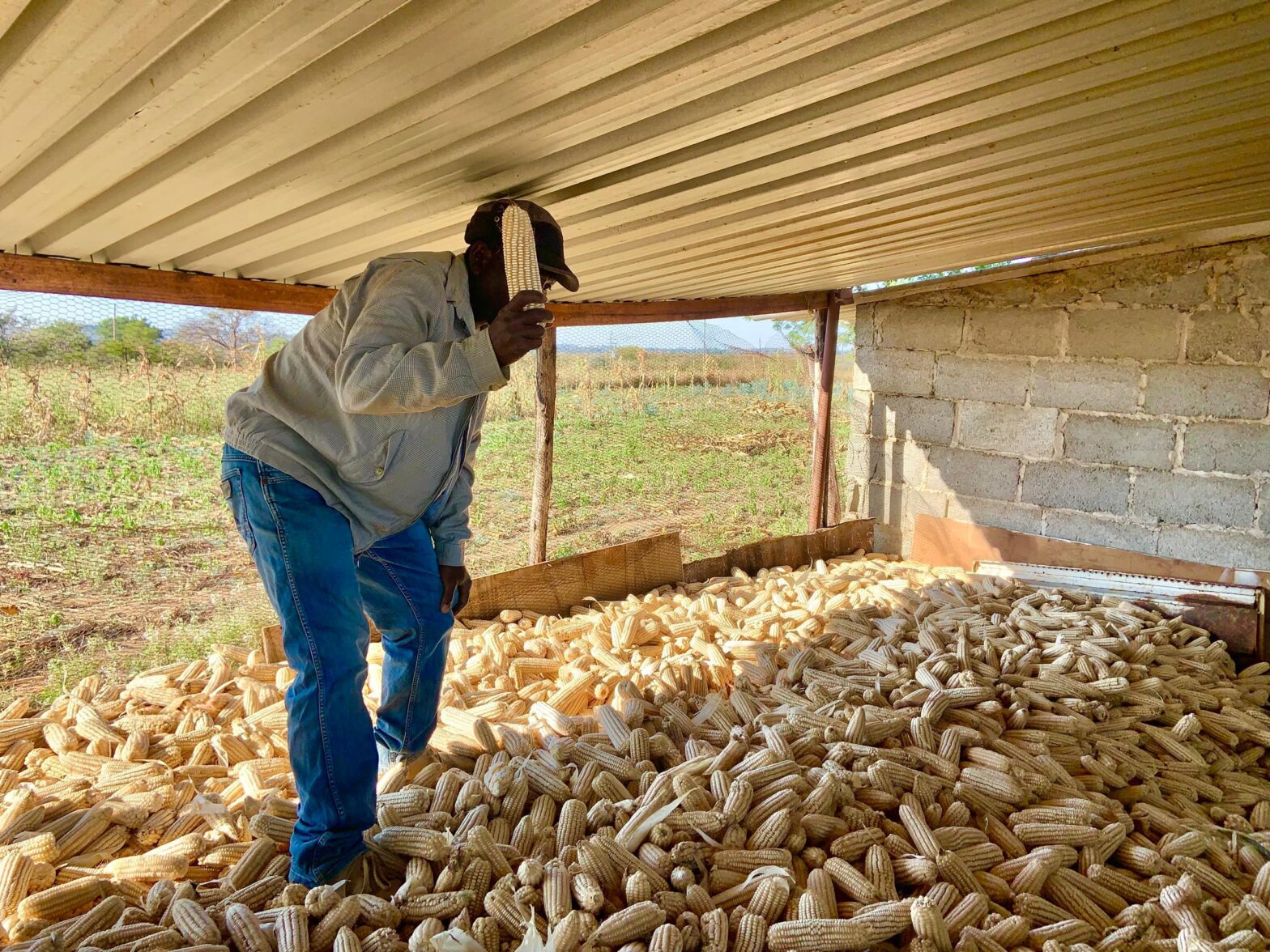Govt steps up support to help farmers survive climate change in Matabeleland