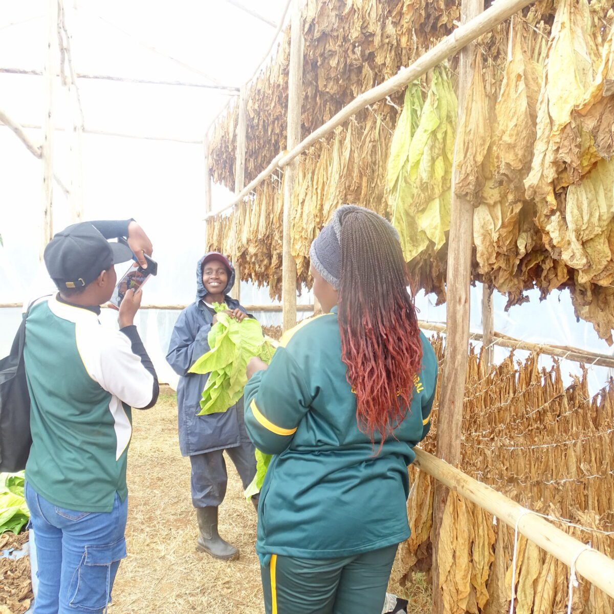 Sun-powered tobacco curing transforms Matabeleland farming, empowers women