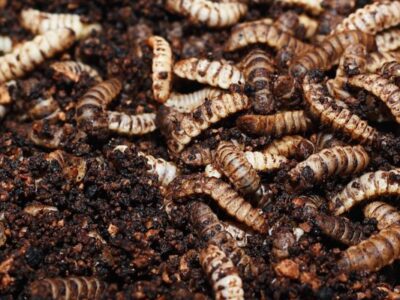 How black soldier fly farming is transforming livelihoods in rural Zimbabwe