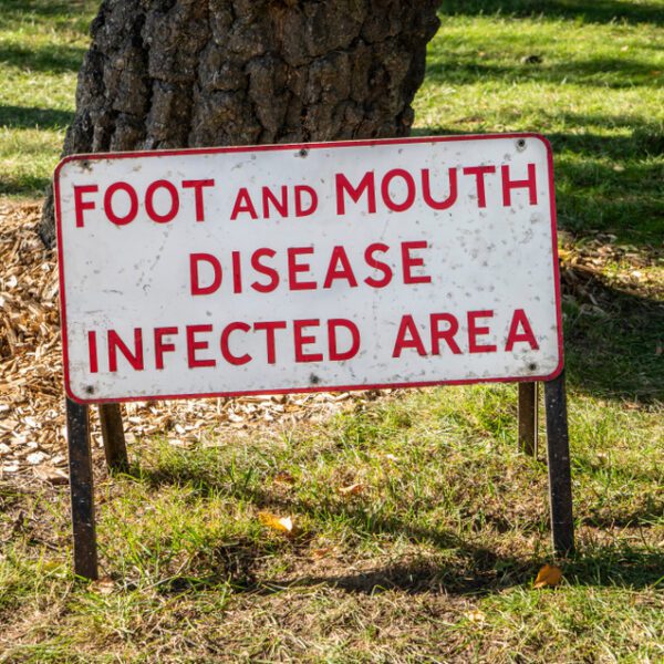 Zimbabwe on high alert as foot-and-mouth disease threat grows