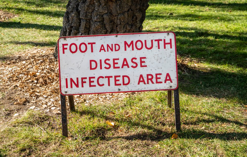 Zimbabwe on high alert as foot-and-mouth disease threat grows