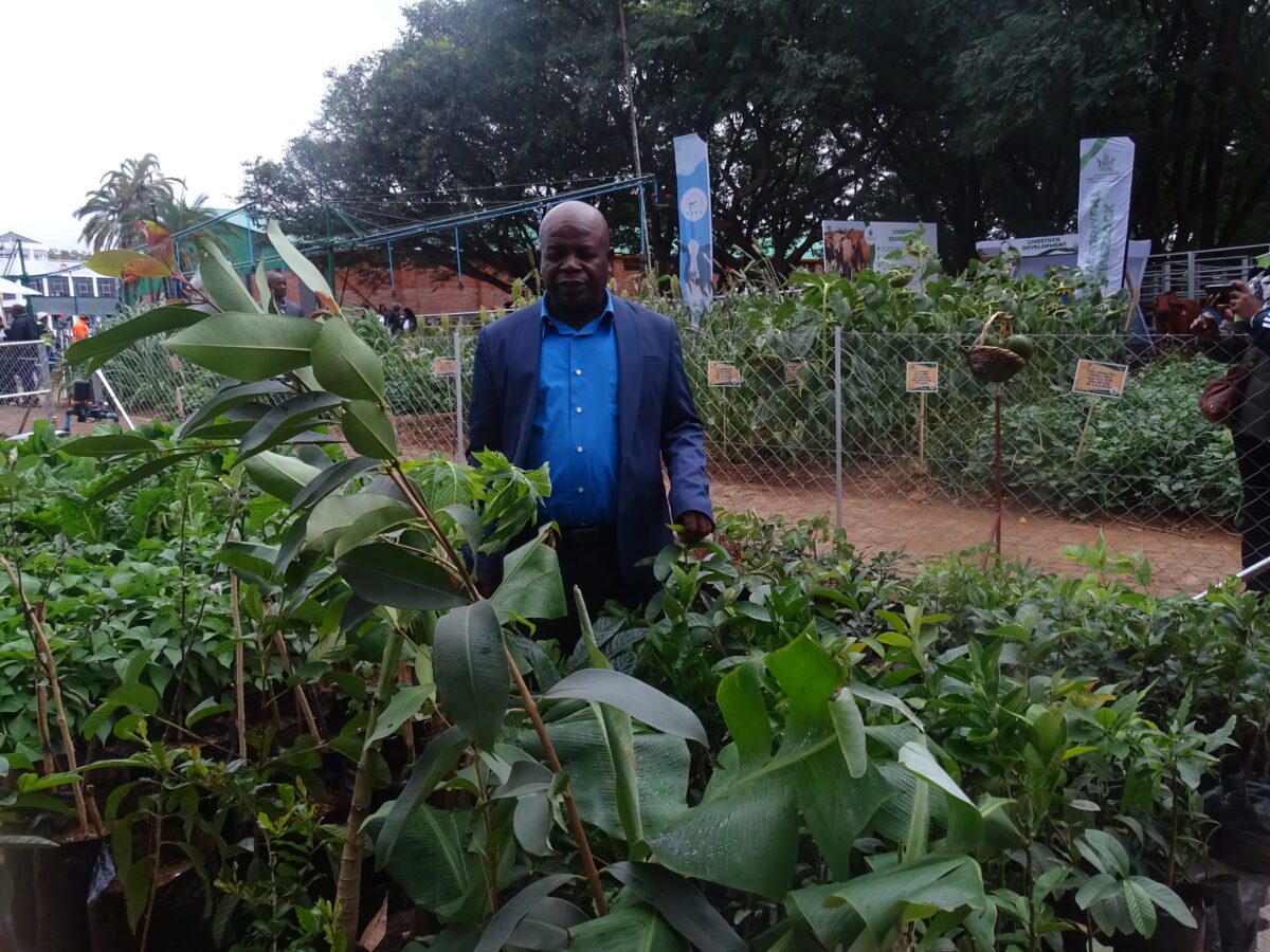 Schools at the heart of Zimbabwe’s tree-growing revolution