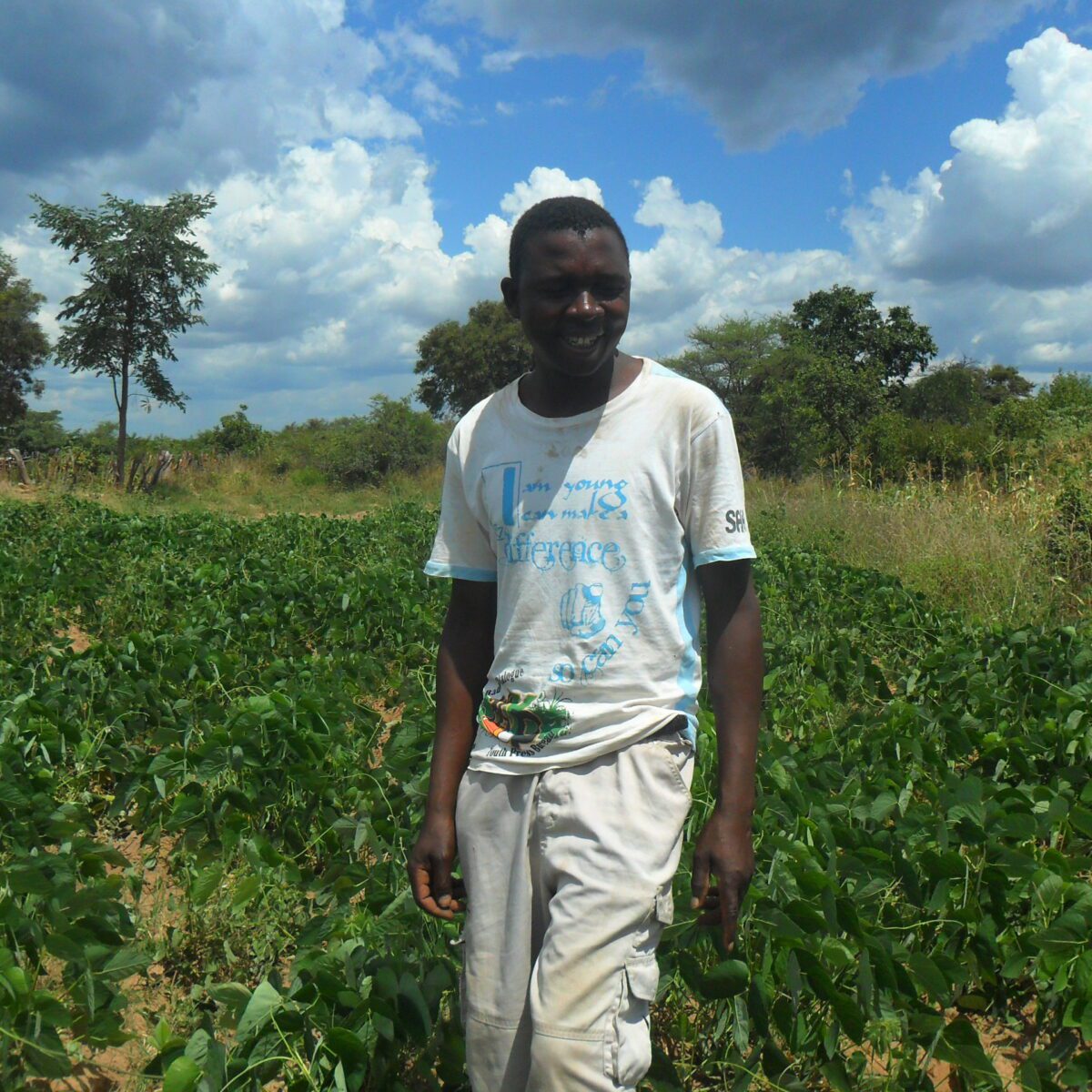 Inyathi farmers turn to drought-resistant crops to safeguard livestock