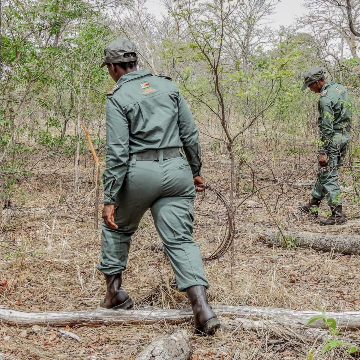 3500 snares removed as Hwange’s wild dogs fight for survival
