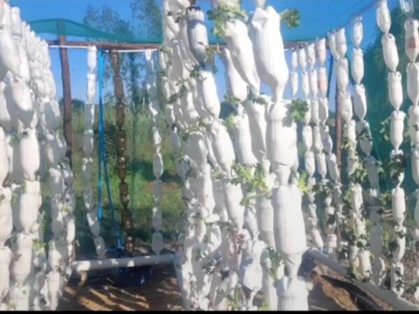 Bulawayo woman turns plastic waste into food farms