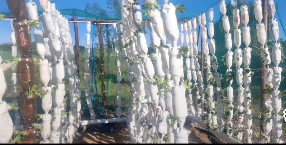 Bulawayo woman turns plastic waste into food farms
