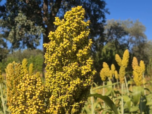 Better rains boost small grain yields in Lupane West