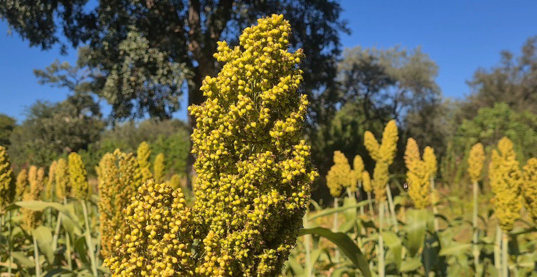 Better rains boost small grain yields in Lupane West