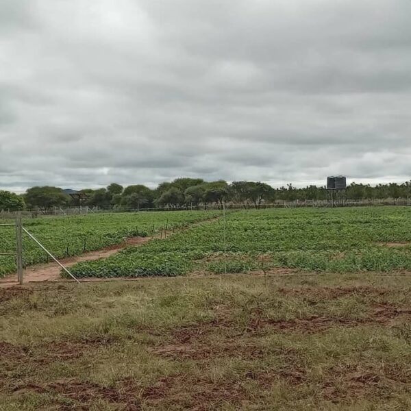 432 villagers to benefit from solar-powered borehole in Kezi