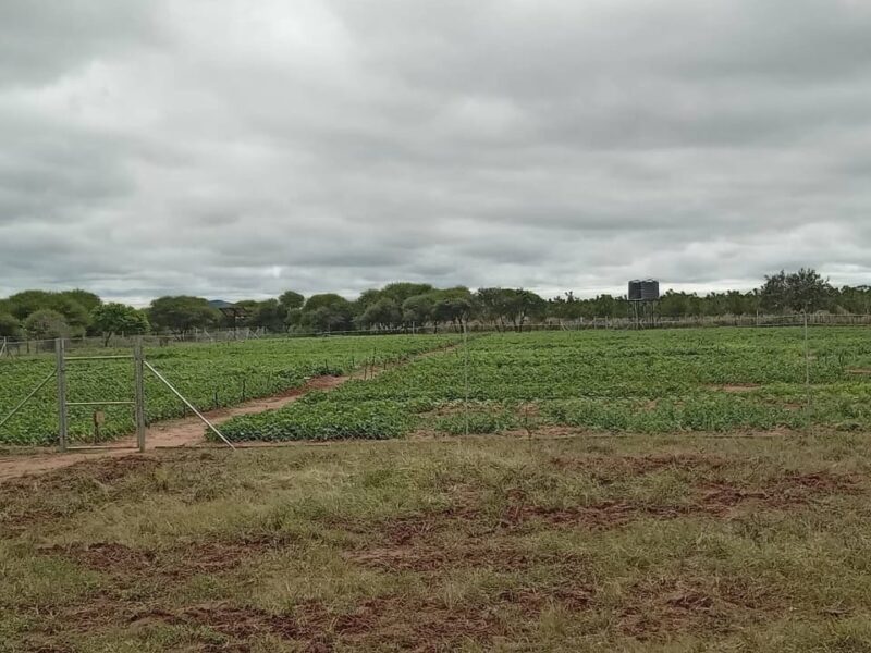 432 villagers to benefit from solar-powered borehole in Kezi