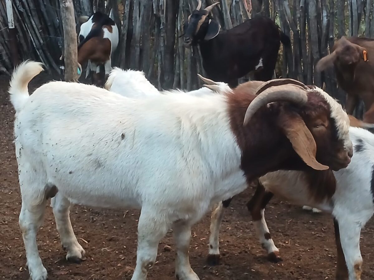 Makwandara goat farmer sets sights on international markets