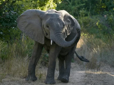 Tourist hospitalised after elephant attack