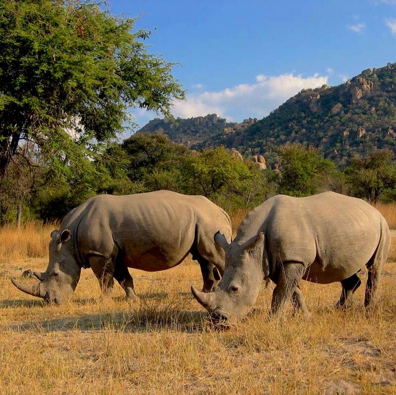 Matobo National Park marks 100 years with growing Rhino population