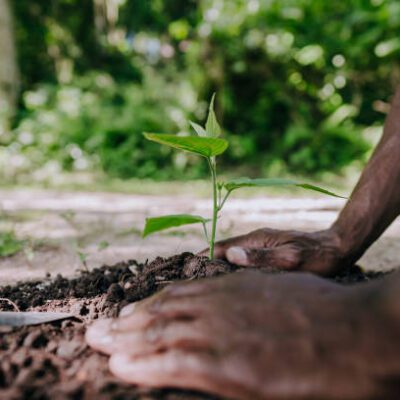 Hwange turns to trees in climate fight